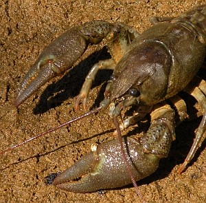 White-clawed Crayfish-Austropotamobius pallipes2 © Teresa Farino